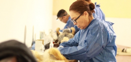 Campaña de esterilización canina y felina 2022